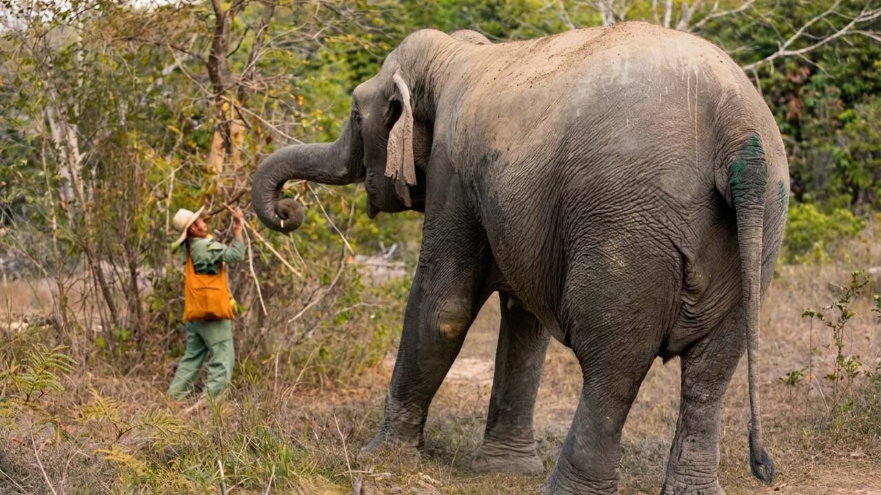 Ethical Elephant Experience & Kulen Waterfall